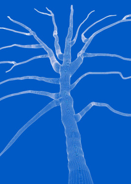 3d tree 18 years baltic sea documentary series 2018 by Martina Lajczak rendering 