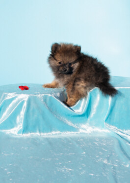 portrait of pomeranian puppy by martina lajczak 2020