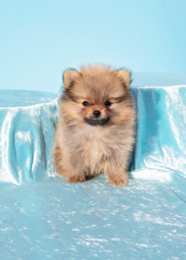 portrait of pomeranian puppy by martina lajczak 2020