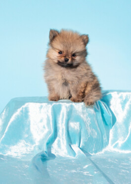 portrait of pomeranian puppy by martina lajczak 2020