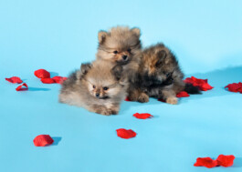 portrait of three pomeranian puppies by martina lajczak 2020
