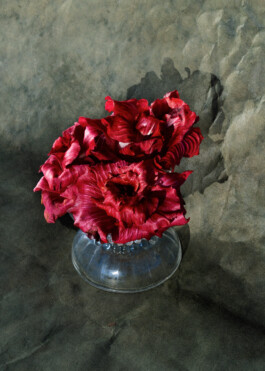 radicchio still life 2021 by martina lajczak 